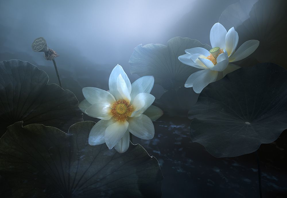 Lotus art print by Shanyewuyu for $57.95 CAD