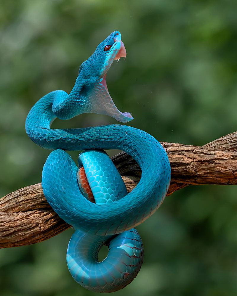 Angry Snake art print by Gunarto Song for $57.95 CAD