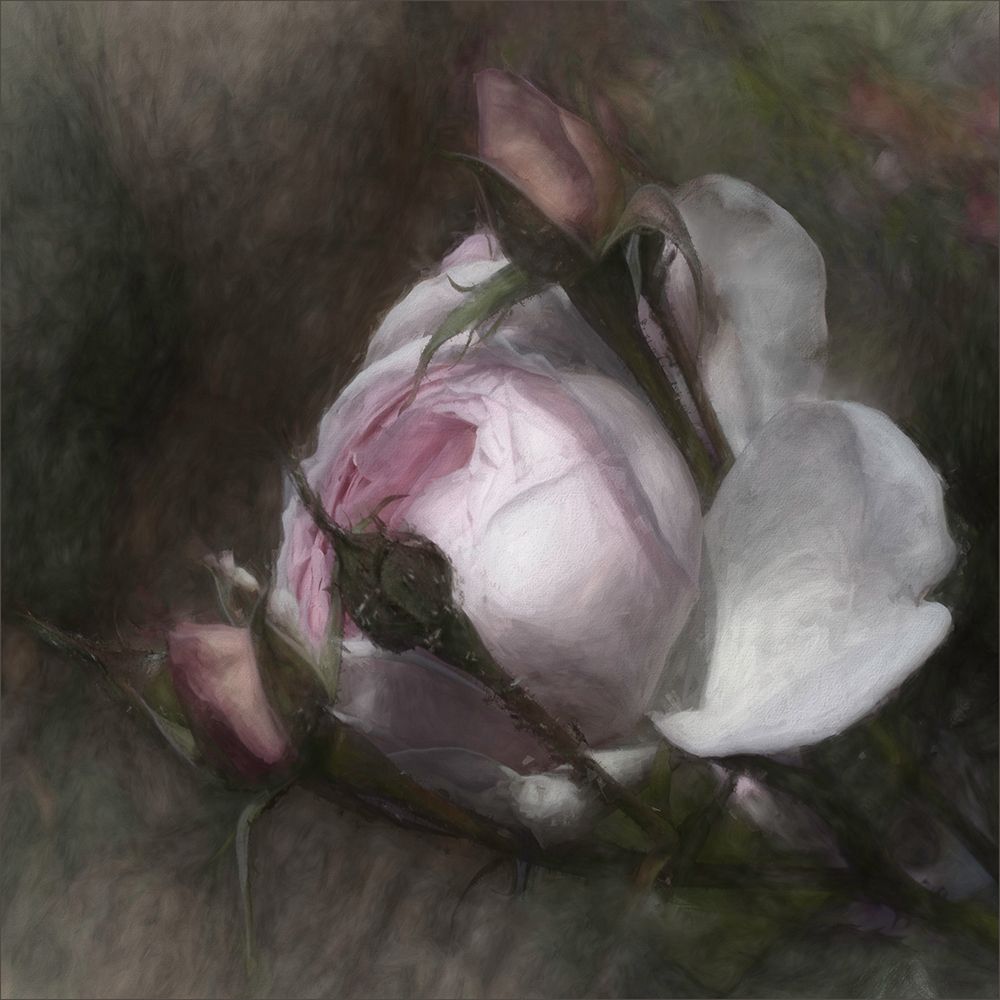 budding beauty art print by Gilbert Claes for $57.95 CAD