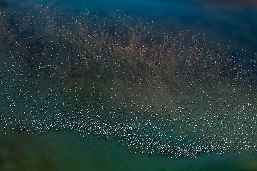 millions flamingos taking off art print by Yun Wang for $57.95 CAD