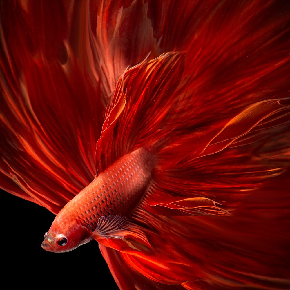 Red Fire Bettafish art print by Antonyus Bunjamin for $57.95 CAD