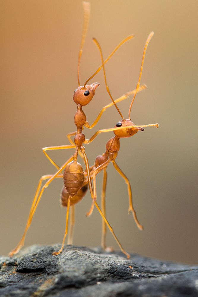 Dance Ants art print by Hendy Mp for $57.95 CAD
