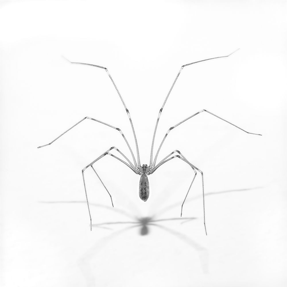 Spider pose art print by Vincenzo Piazza for $57.95 CAD