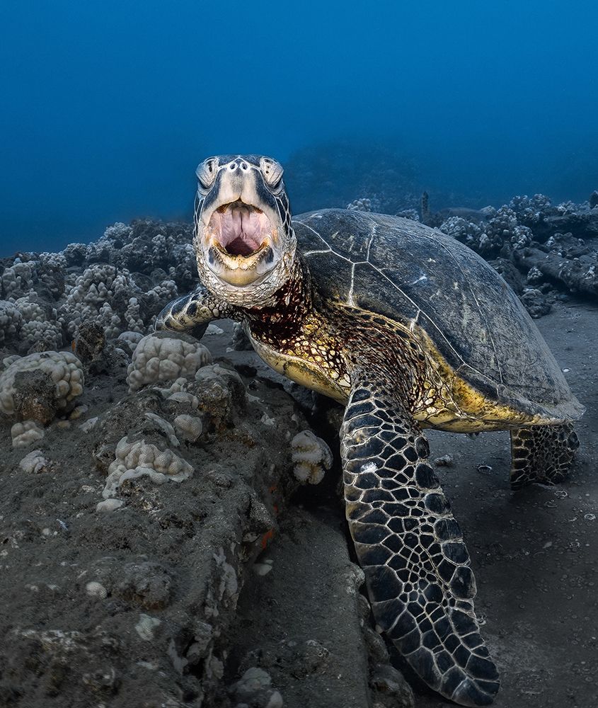 Turtle yawning art print by Jennifer Lu for $57.95 CAD