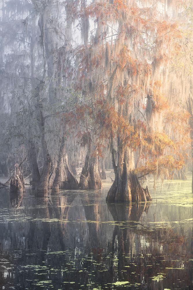 Louisiana Swamp art print by Roberto Marchegiani for $57.95 CAD