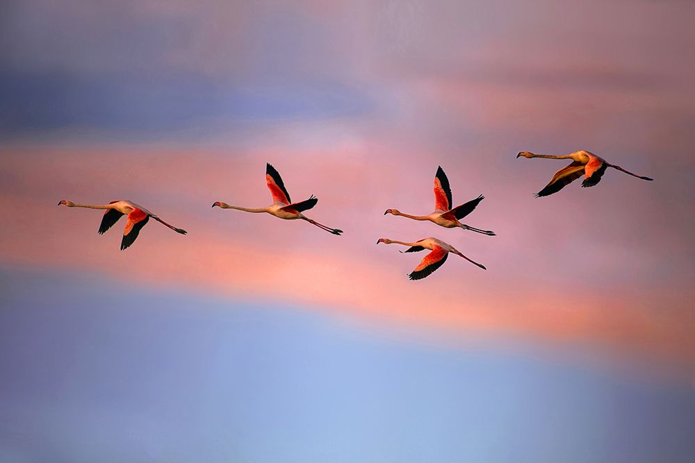 Flamingos at sunset art print by Xavier Ortega for $57.95 CAD