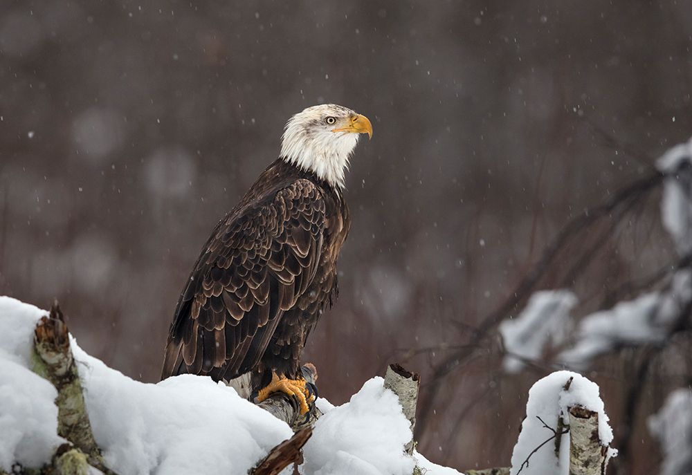 Proud but cold art print by Greg Barsh for $57.95 CAD