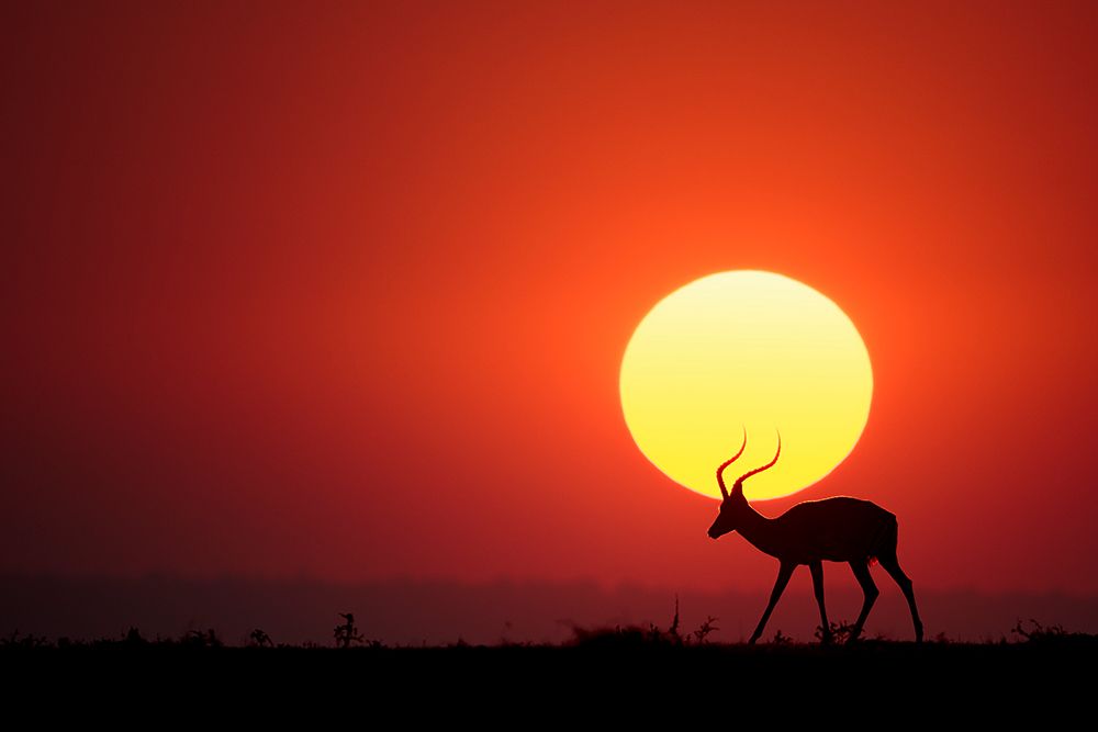 An African Sunset art print by Renee Doyle for $57.95 CAD