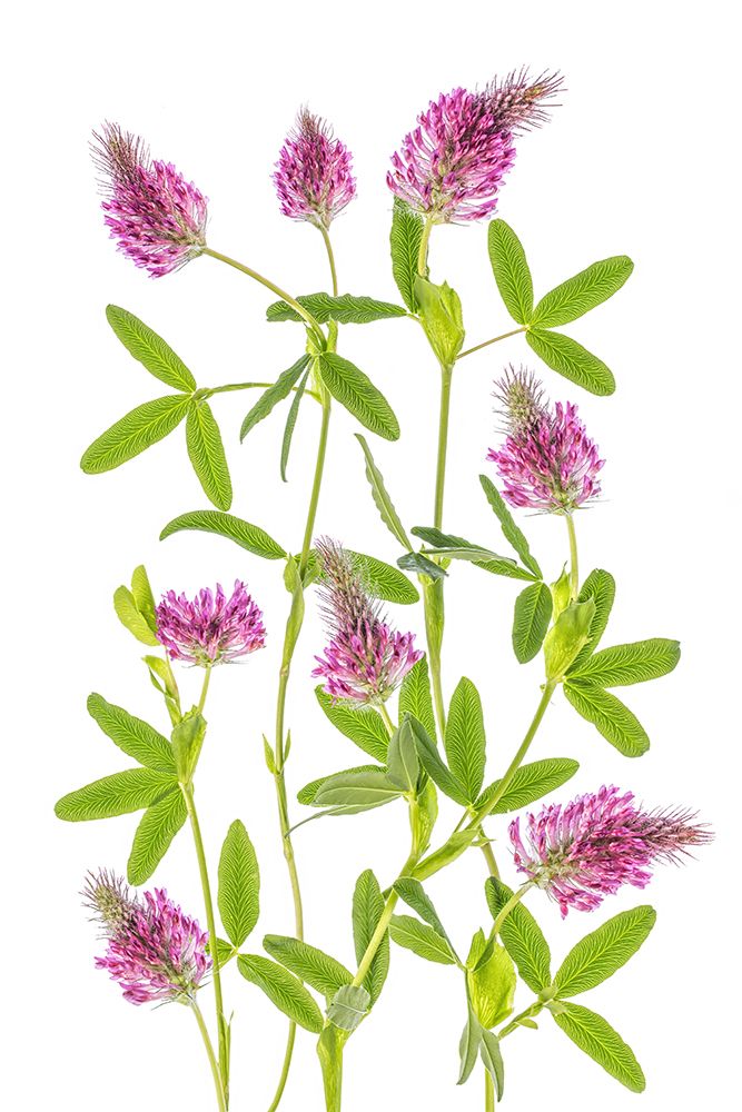Trifolium art print by Mandy Disher for $57.95 CAD