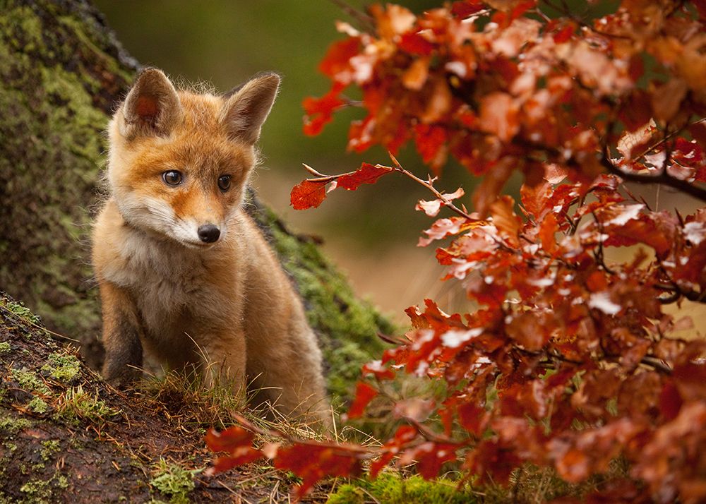 Fox art print by Robert Adamec for $57.95 CAD