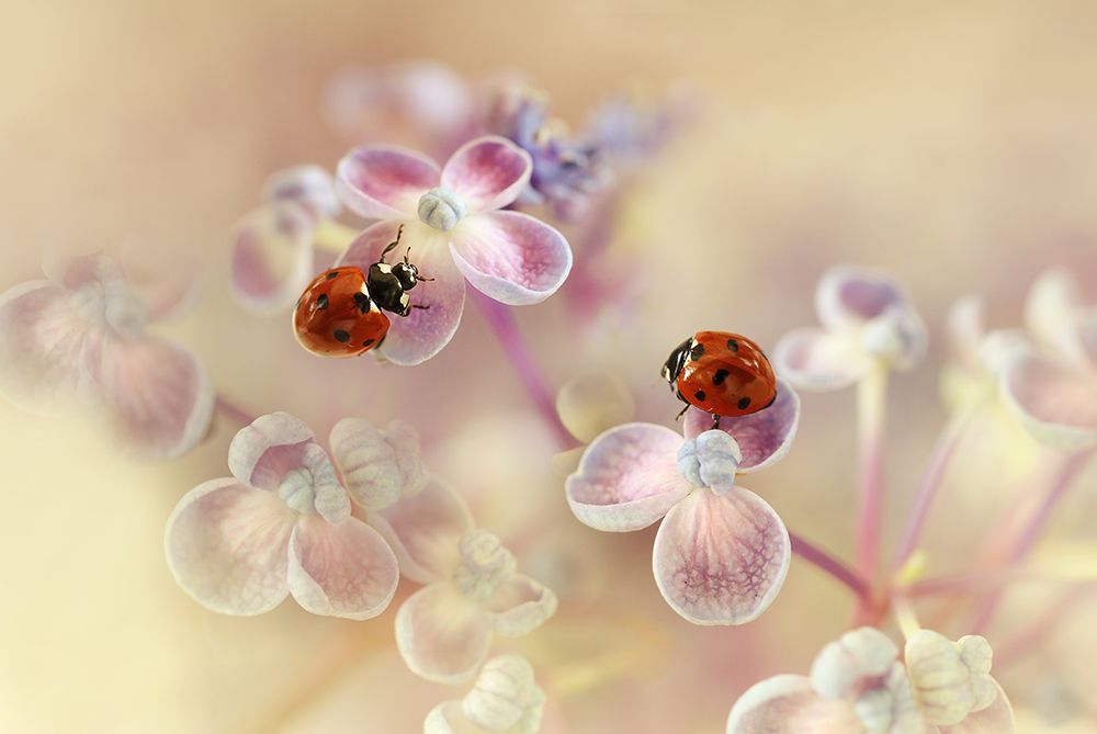 Ladybirds and hydrangea art print by Ellen van Deelen for $57.95 CAD