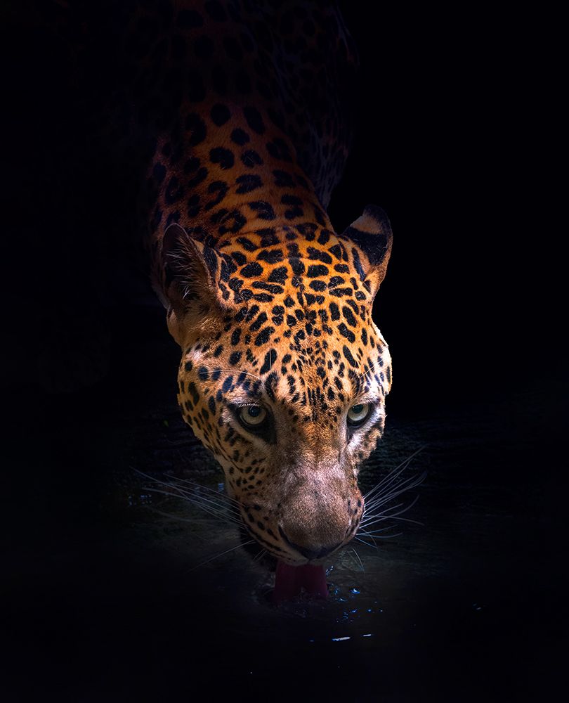 Drinking art print by Antonyus Bunjamin (Abe) for $57.95 CAD