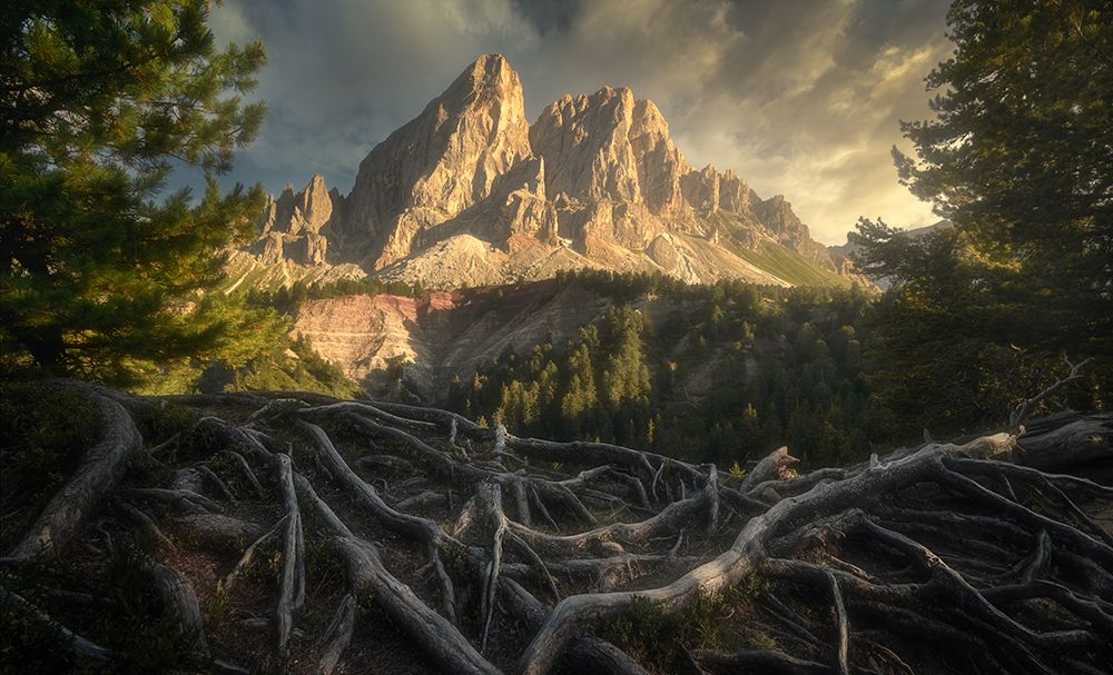 Roots... art print by Tomasz Rojek for $57.95 CAD