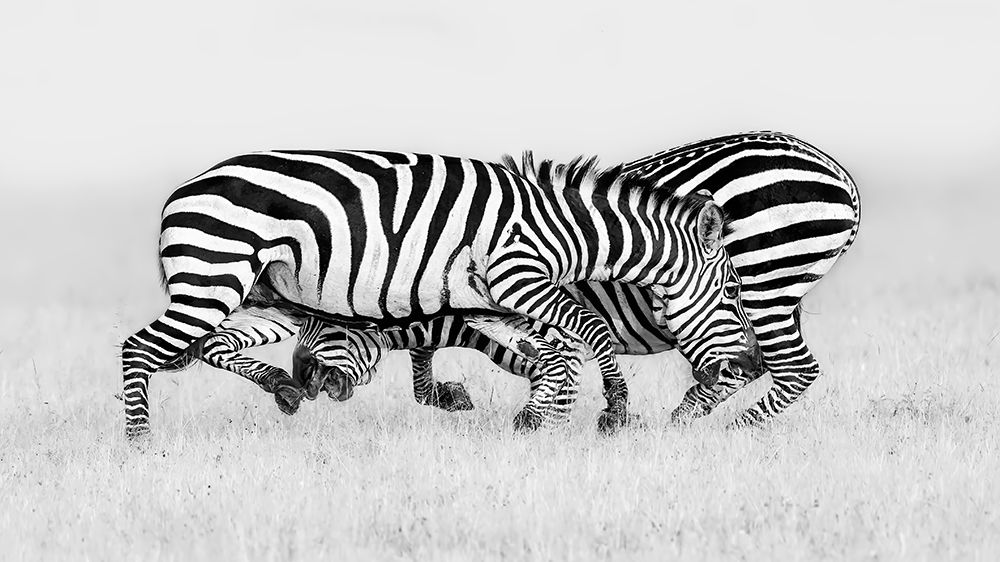 Zebra Wrestling art print by Jun Zuo for $57.95 CAD