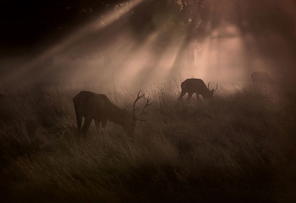 Morning... art print by Robert Fabrowski for $57.95 CAD