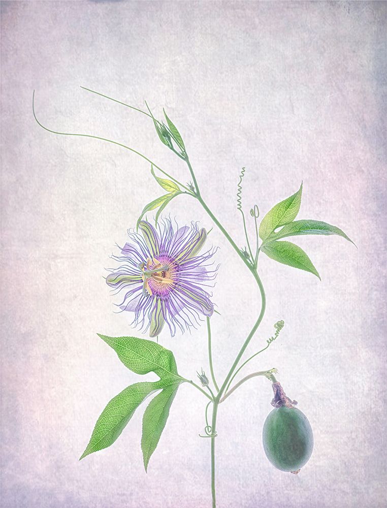 Passion Fruit art print by Catherine W. for $57.95 CAD