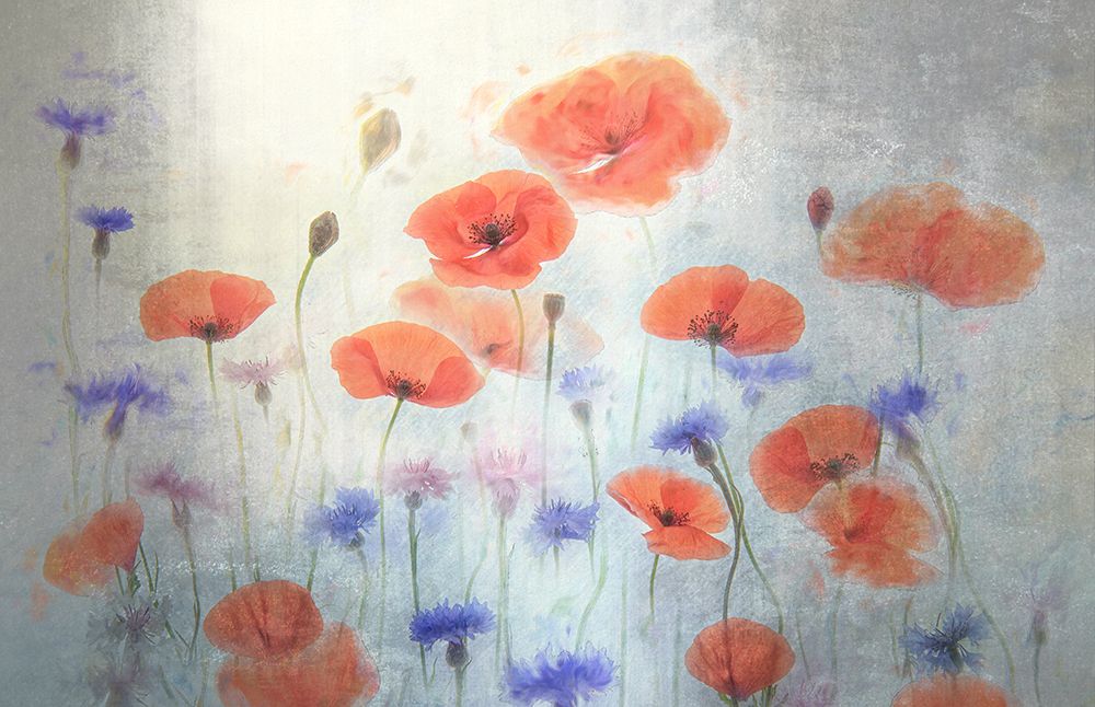 Poppy art print by Catherine W. for $57.95 CAD