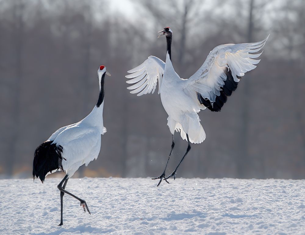 Dancing in the snow art print by Jie Fischer for $57.95 CAD