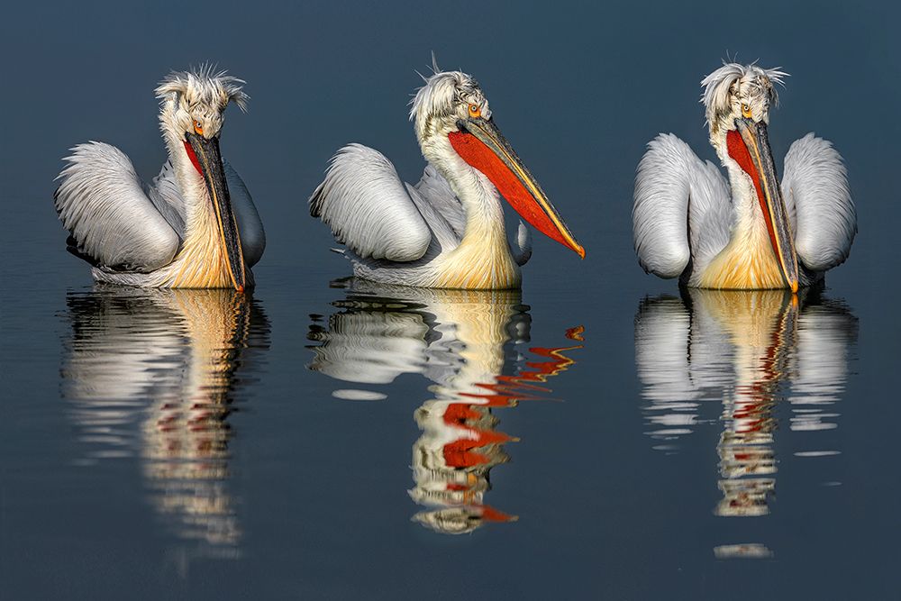 Dalmatian pelicans portrait art print by Xavier Ortega for $57.95 CAD