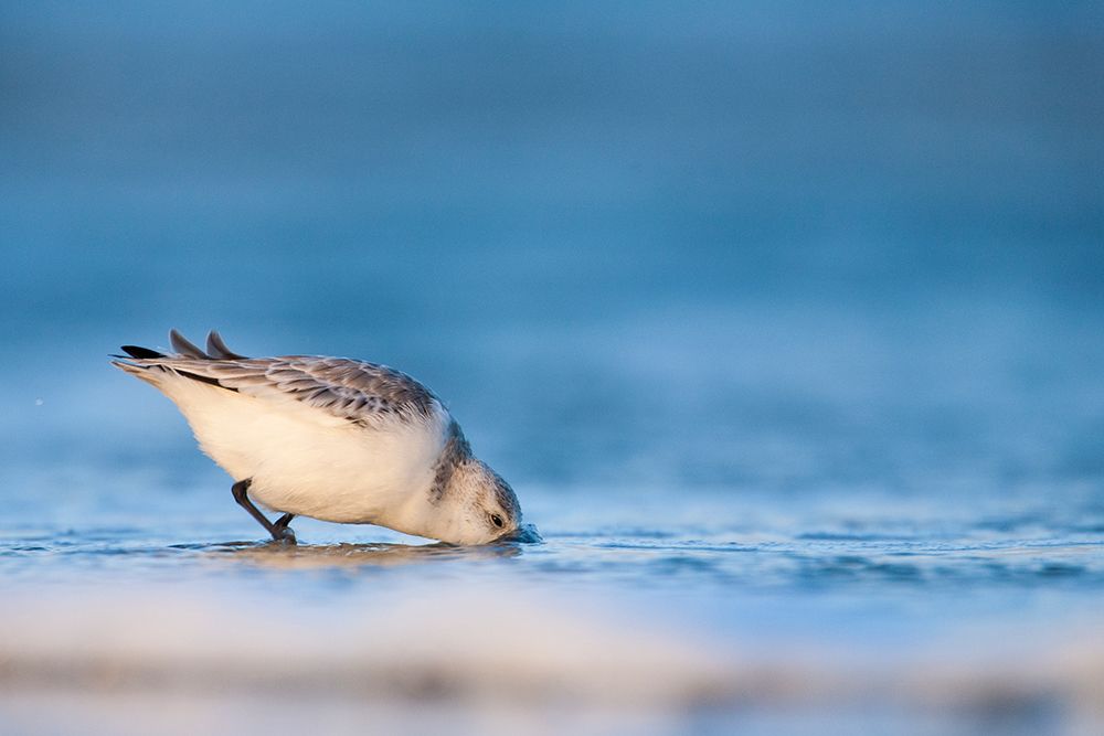 Sanderling art print by Thomas Sass Pedersen for $57.95 CAD