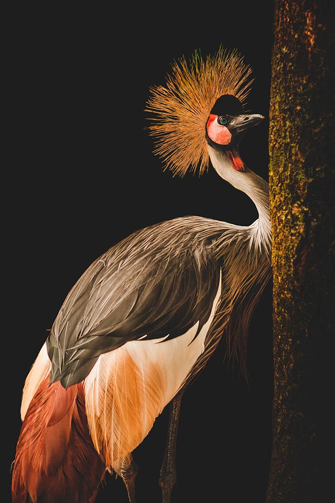 Grey Crowned Crane art print by jealousy for $57.95 CAD