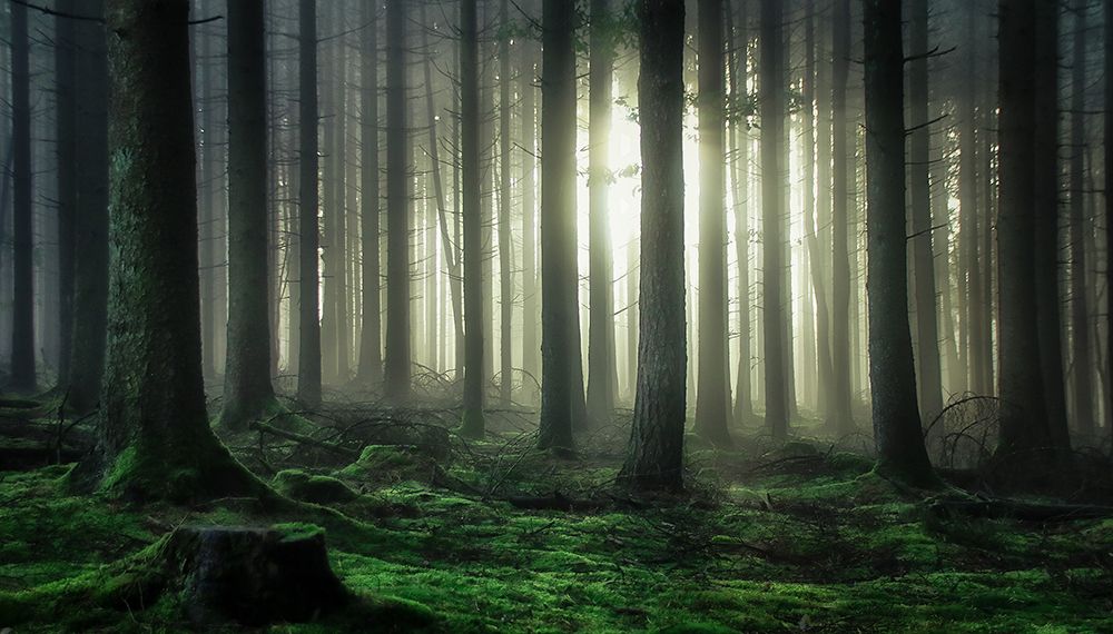 mystic forest art print by Guy Krier for $57.95 CAD