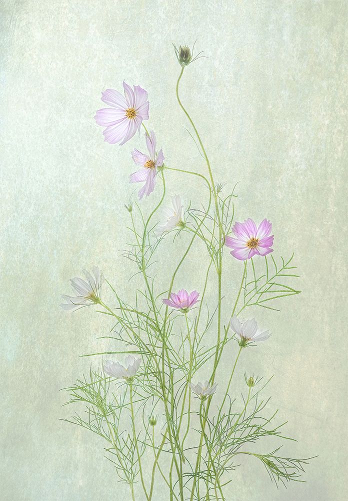 Cosmos art print by Catherine W. for $57.95 CAD
