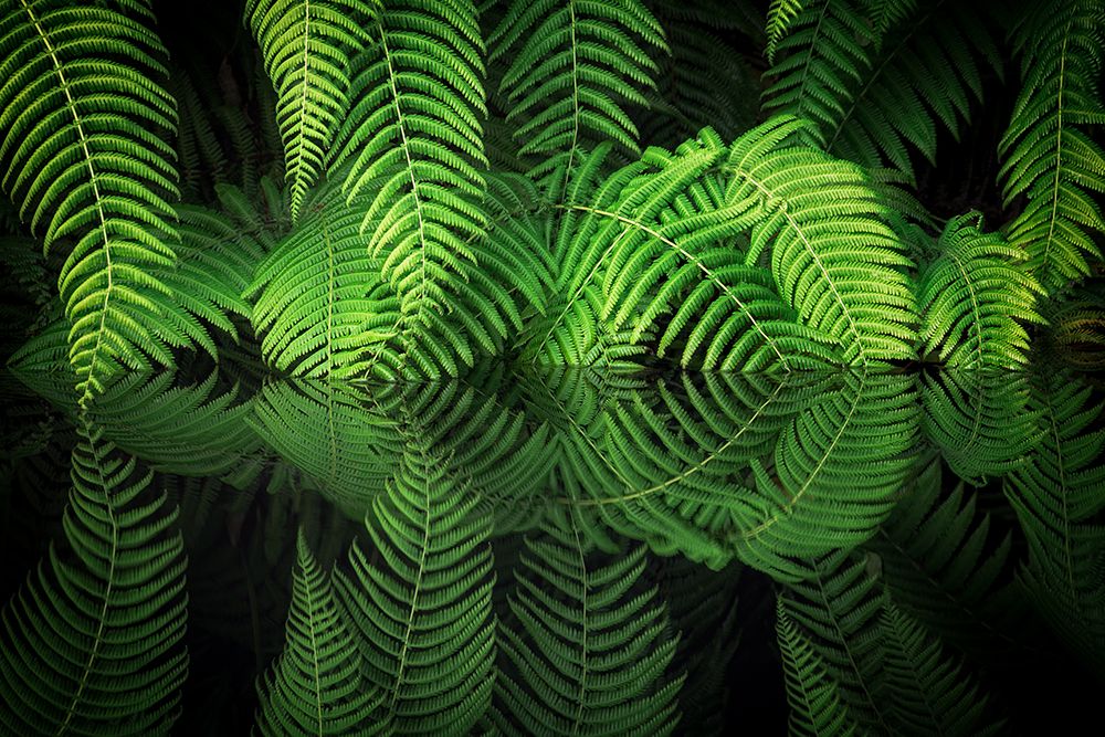 Fern Reflection art print by Takeshi Mitamura for $57.95 CAD