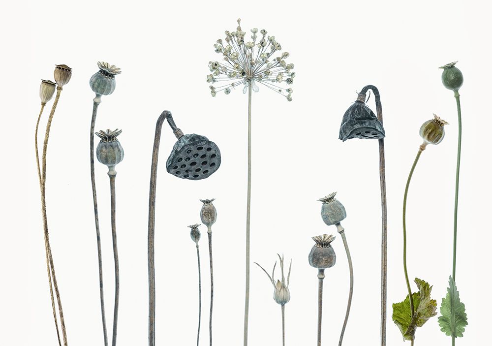 Seed Heads art print by Lotte Gronkjar for $57.95 CAD
