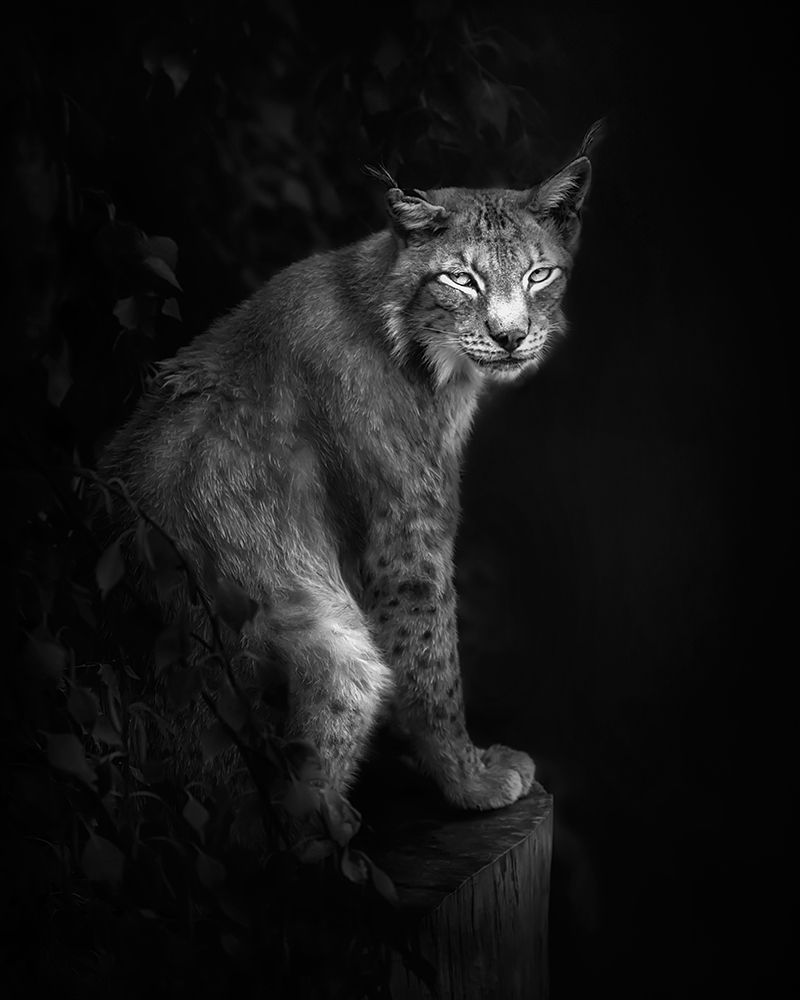 Lynx portrait in BaW art print by Santiago Pascual Buye for $57.95 CAD