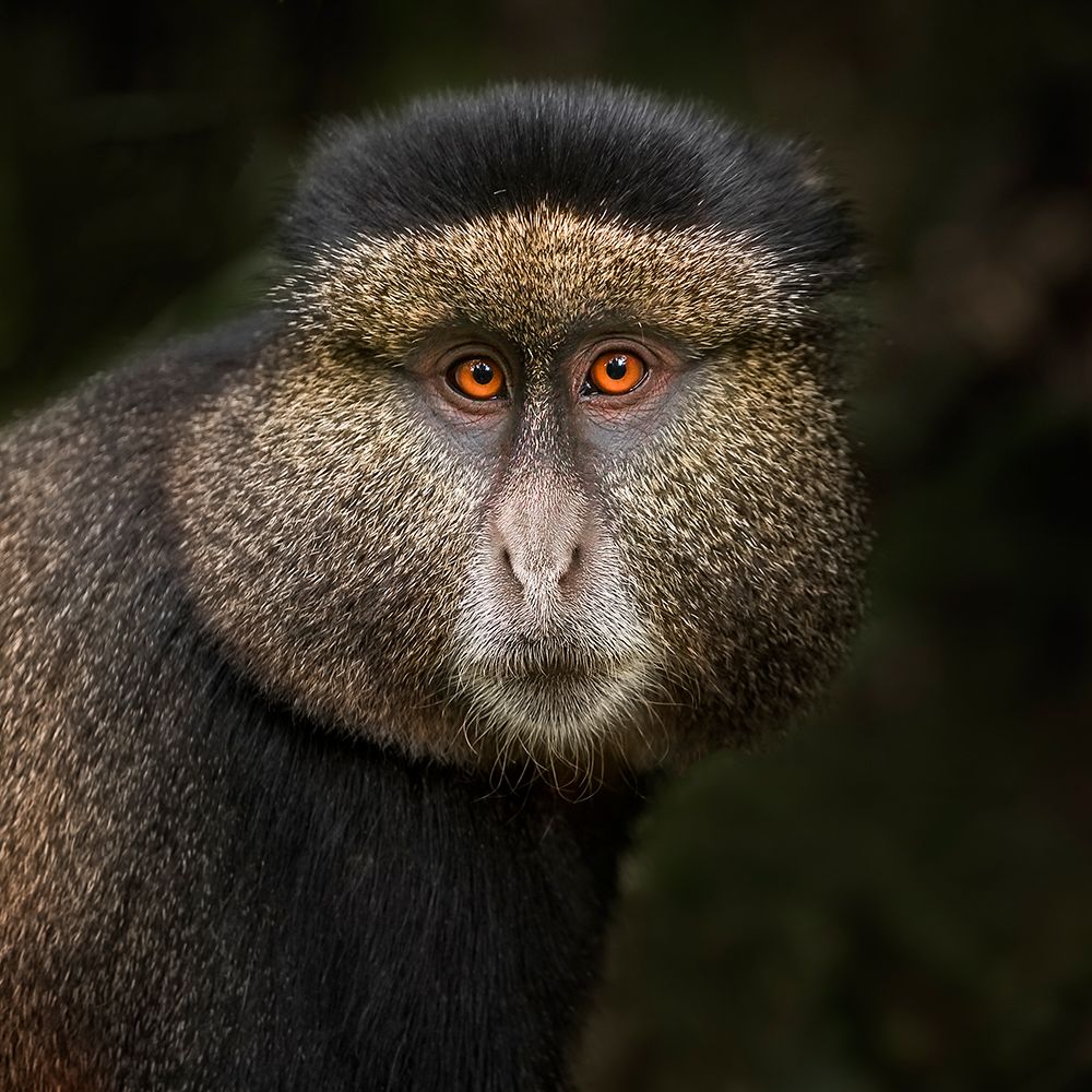 Golden Monkey in the Volcanoes National Park art print by Neville Jones for $57.95 CAD