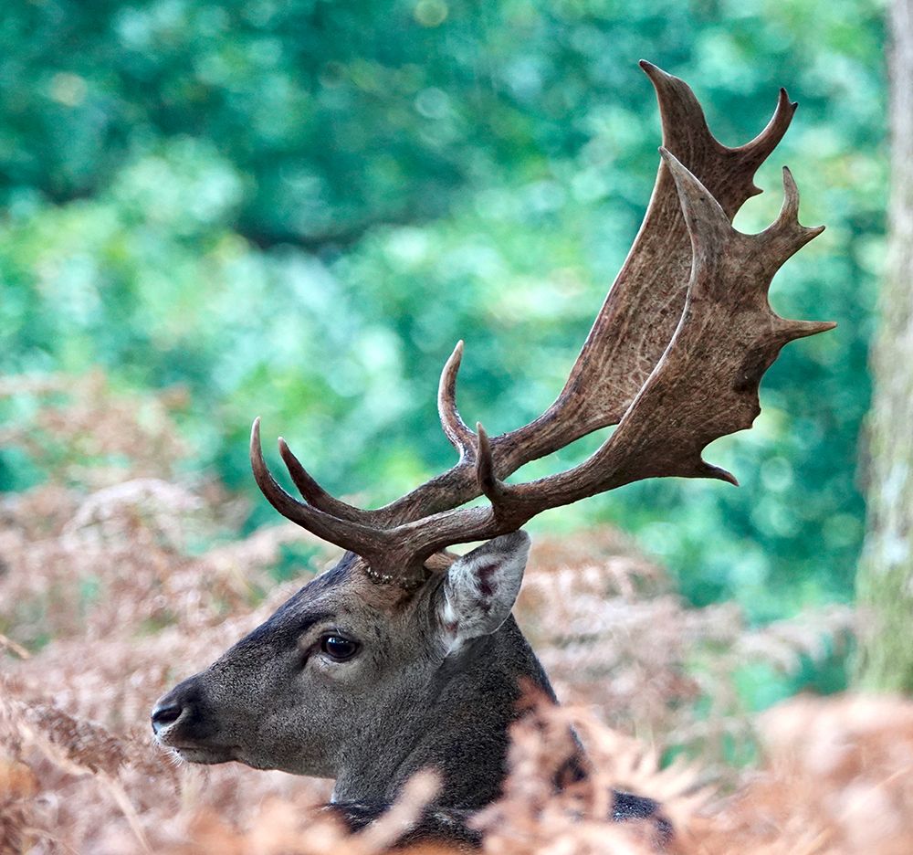 Fallow Stag Deer. art print by Debmercury for $57.95 CAD