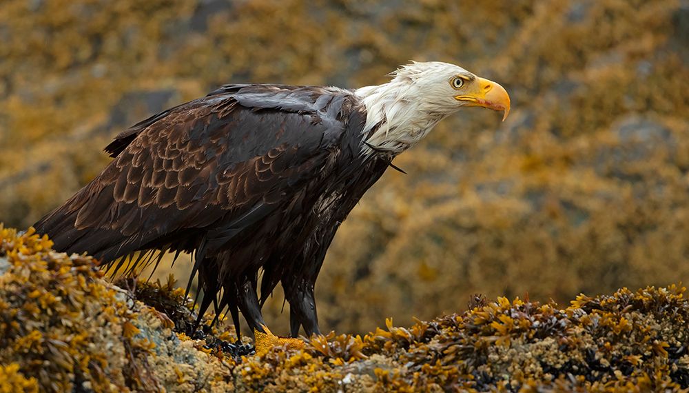 Bald Eagle art print by Shlomo Waldmann for $57.95 CAD