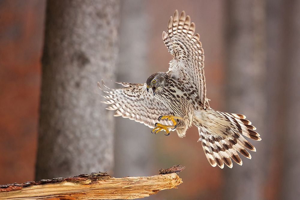 Northern goshawk art print by Milan Zygmunt for $57.95 CAD