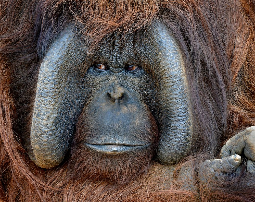 Male Orangutan China art print by James G. Pelton for $57.95 CAD