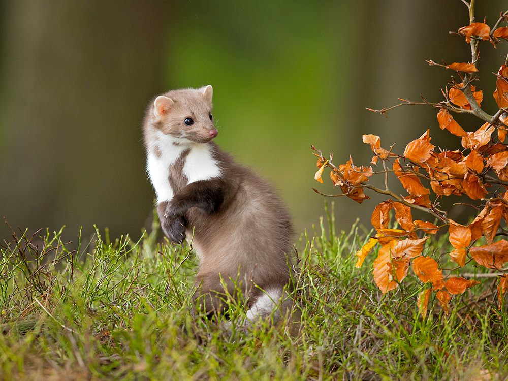 European pine marten art print by Milan Zygmunt for $57.95 CAD