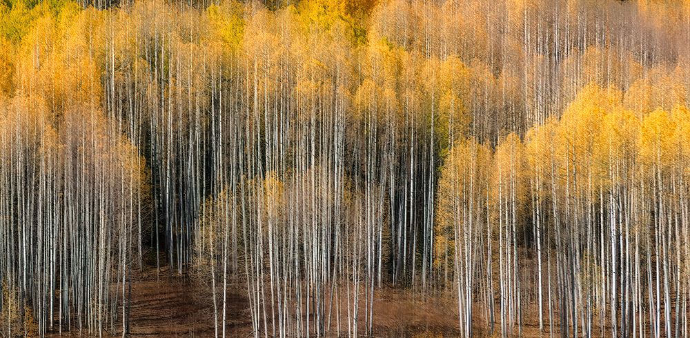 Aspen Impression art print by Alex Li for $57.95 CAD