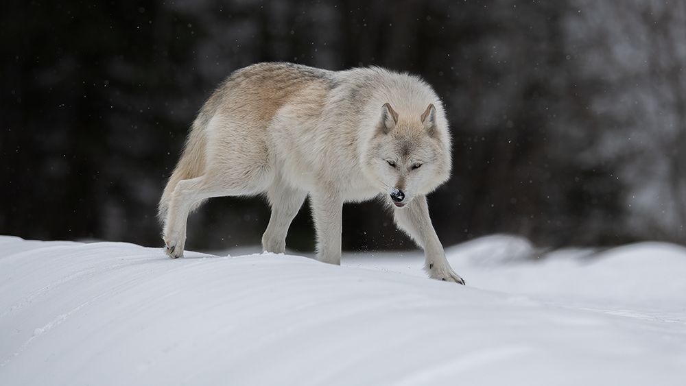 Gray Wolf art print by Bo Wang for $57.95 CAD