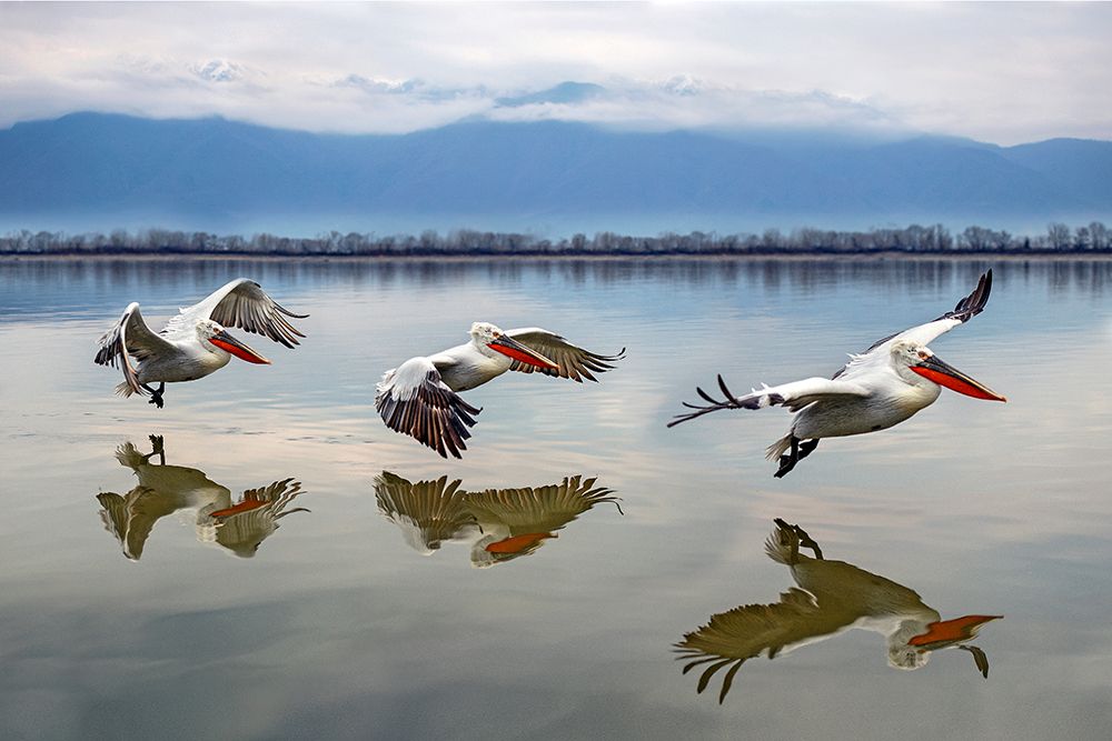 Flying Dalmatian pelicans art print by Xavier Ortega for $57.95 CAD