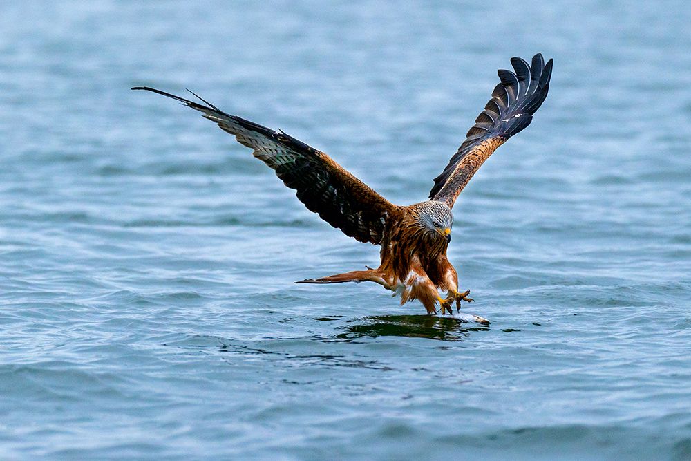 Red kite art print by Heike Rompf for $57.95 CAD