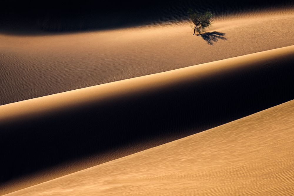The Solitary Tree in the Desert art print by Majid Behzad for $57.95 CAD
