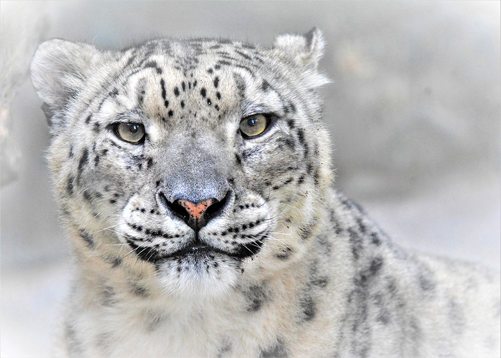 Snow Leopard art print by Cristian Andreescu for $57.95 CAD
