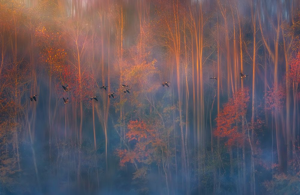 Misty Morning art print by Ruiqing P. for $57.95 CAD