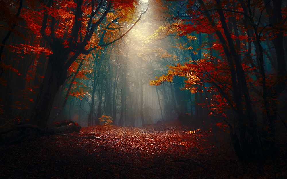 Sunset in the forest art print by Fabrizio Massetti for $57.95 CAD