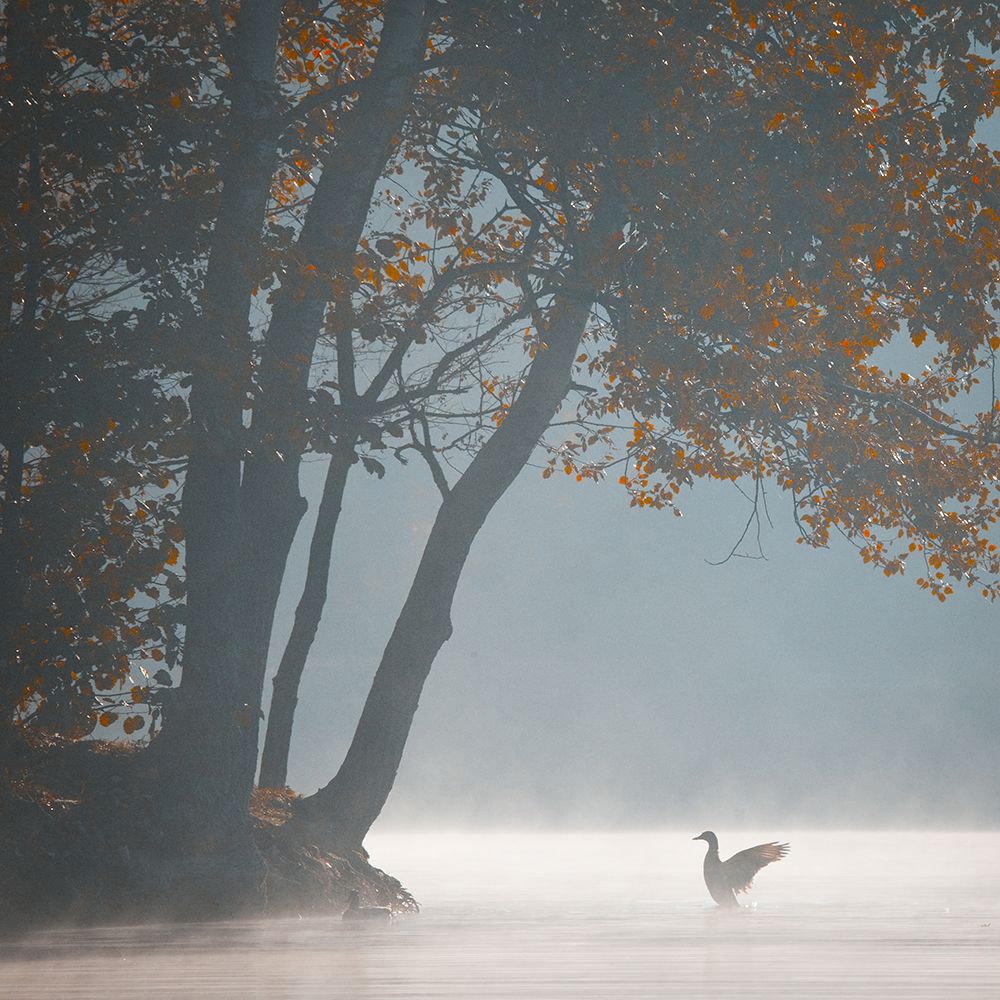 Morning art print by Robert Adamec for $57.95 CAD