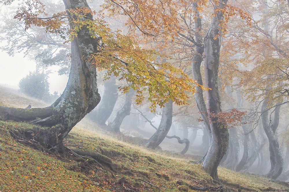 Twisted beeches in Laga mountains art print by Luigi Ruoppolo for $57.95 CAD