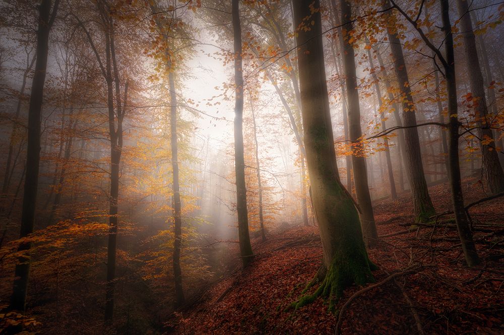 Autumn morning art print by Patrick Aurednik for $57.95 CAD