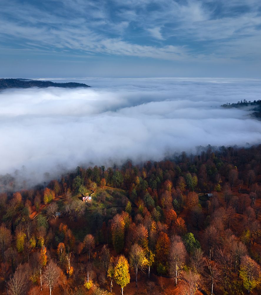 Foggy Forest Panoramic View art print by Majid Behzad for $57.95 CAD