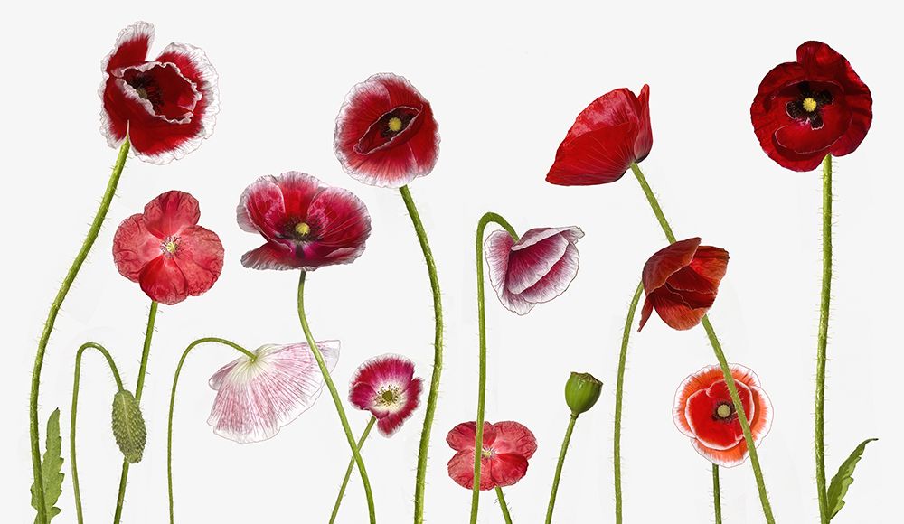 Poppy Family art print by Jocelyn Manning for $57.95 CAD