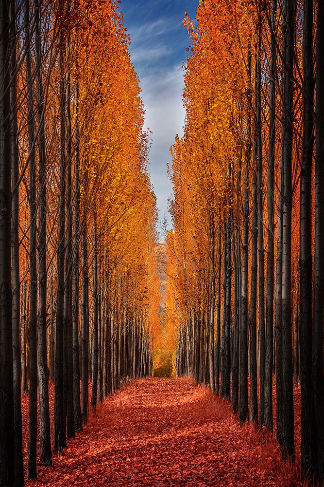 Colorful Autumn art print by Hamed Qane for $57.95 CAD